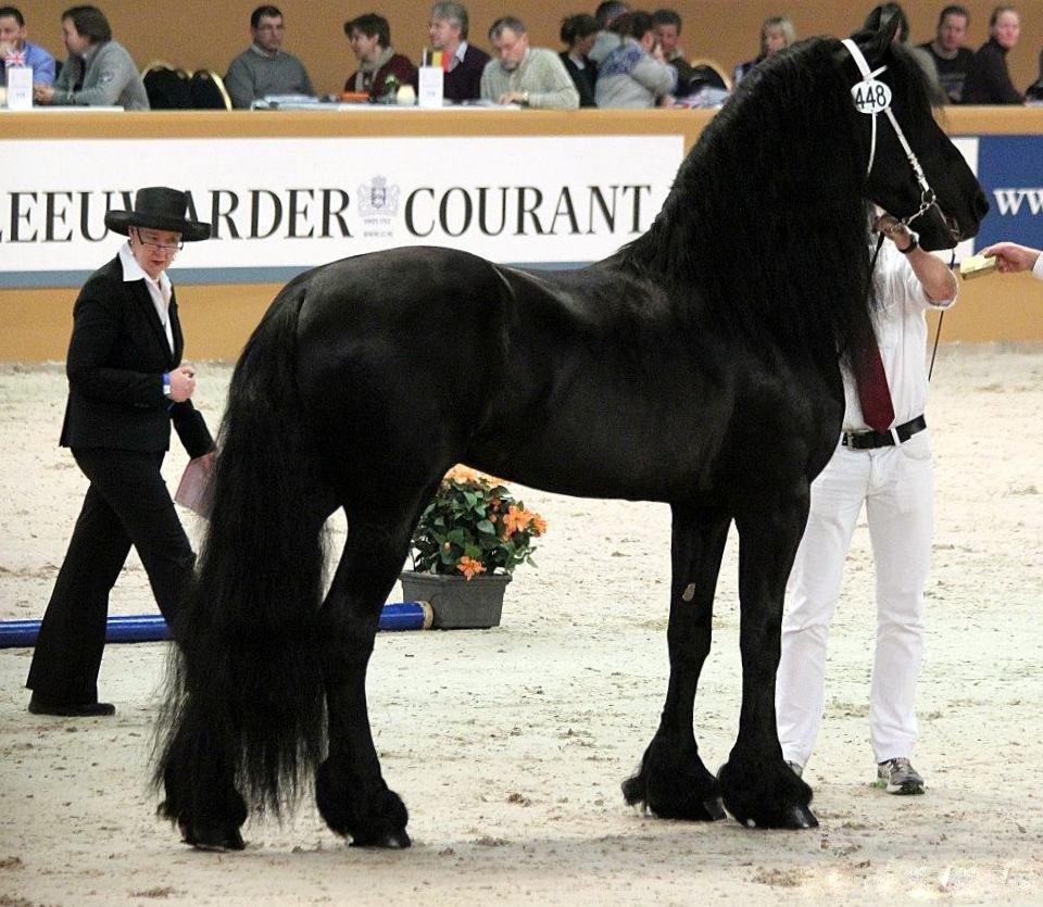 Frieser Medina af Brødsgaard.......SOLGT! - Pier 448 Sport....Medina´s Far! billede 17