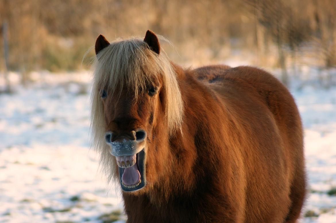 Islænder Stjarni billede 1
