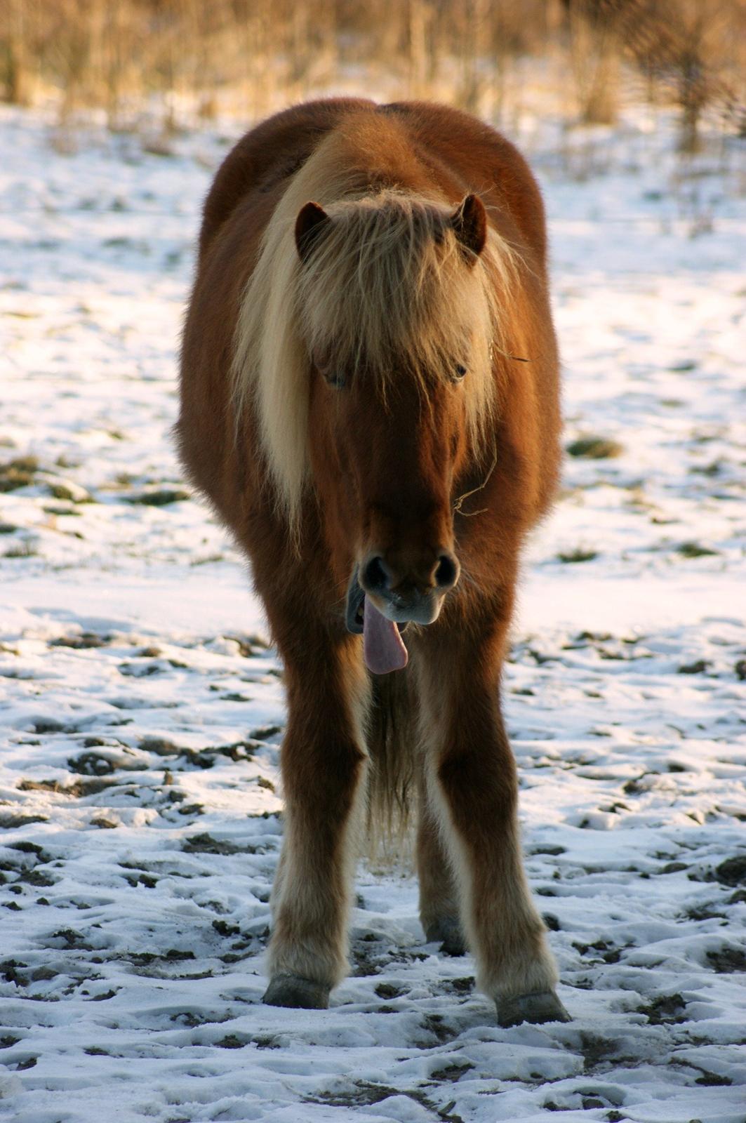 Islænder Stjarni billede 19