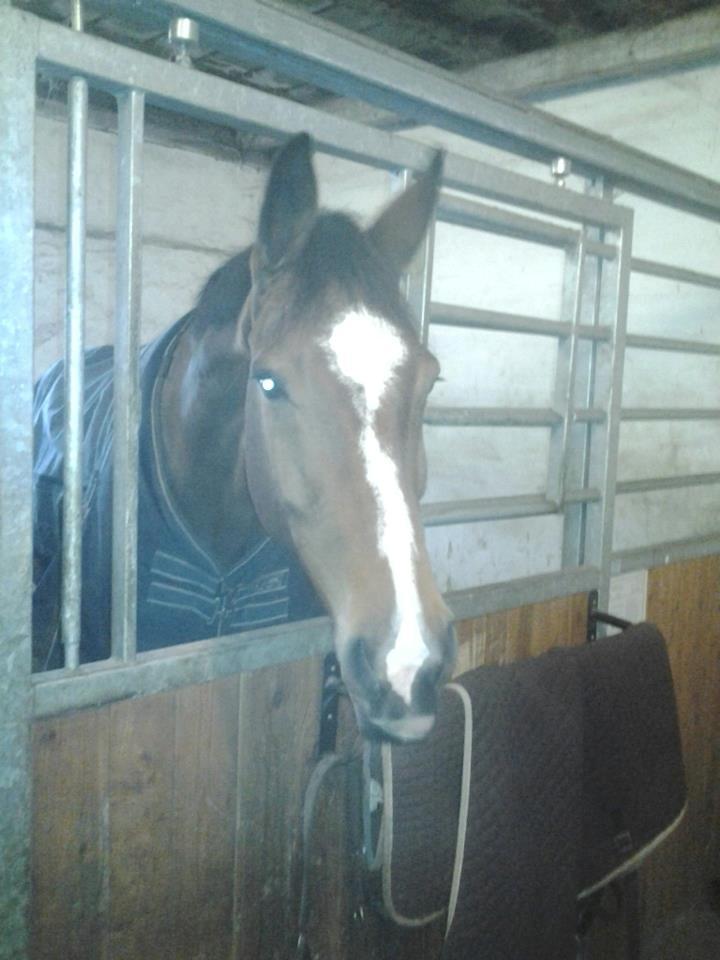 Dansk Varmblod Armani - Da jeg var oppe at se ham :D billede 3