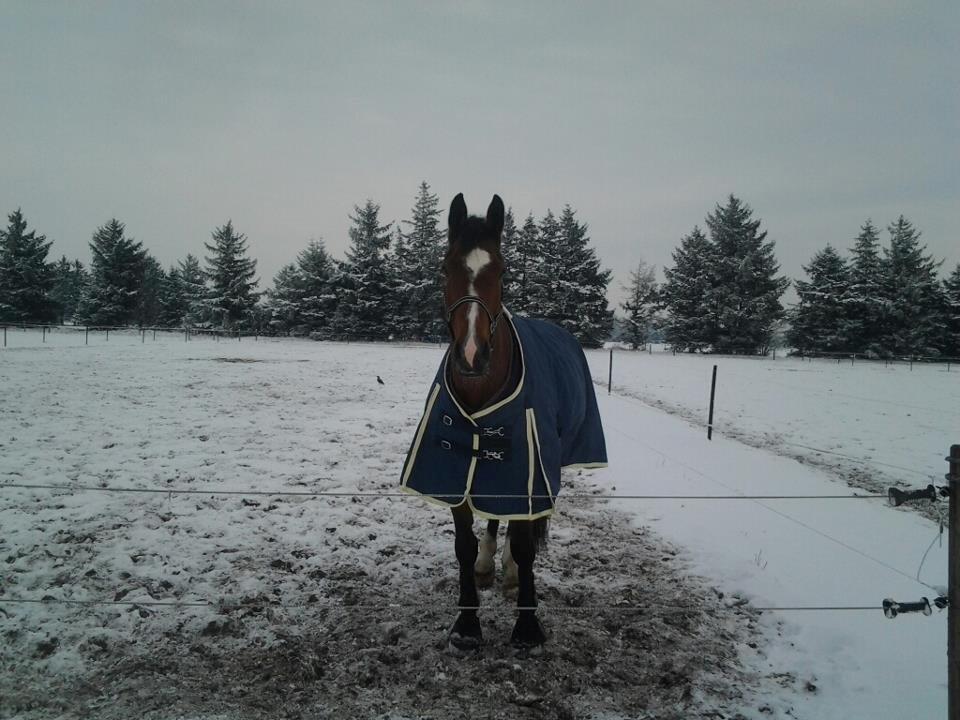 Dansk Varmblod Armani - På fold :) billede 4