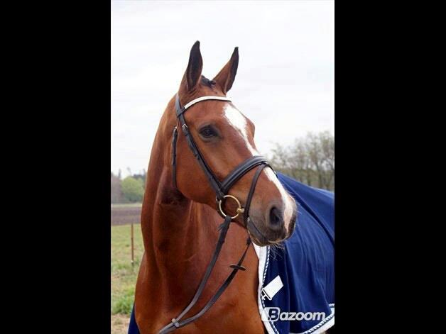 Dansk Varmblod Armani - Lånt af tidligere ejer :) billede 6