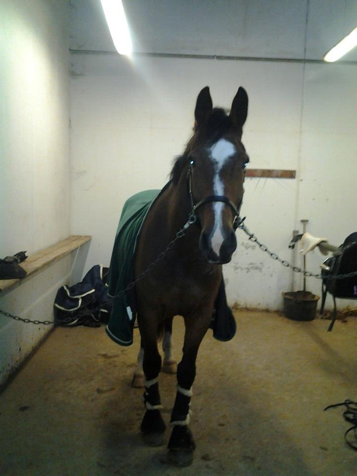 Dansk Varmblod Armani - :* billede 2