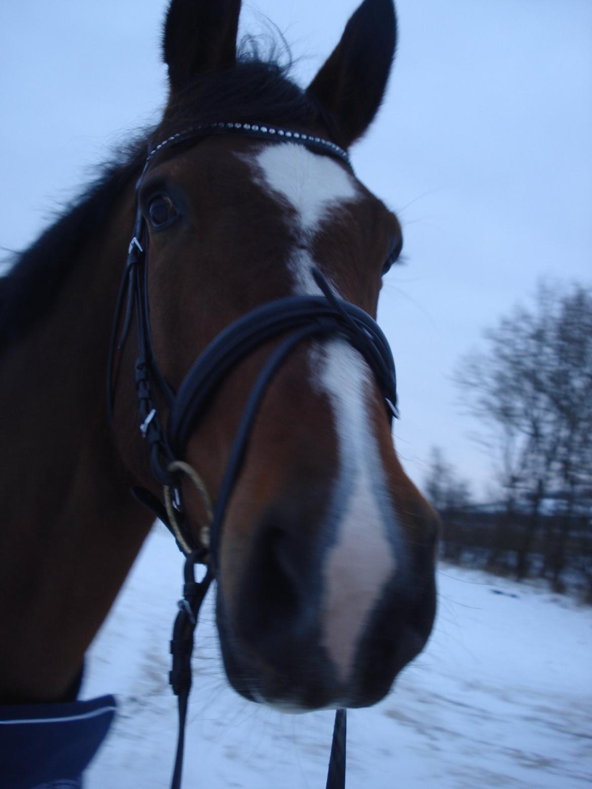 Dansk Varmblod Armani - ude og gå i sneen :* billede 7