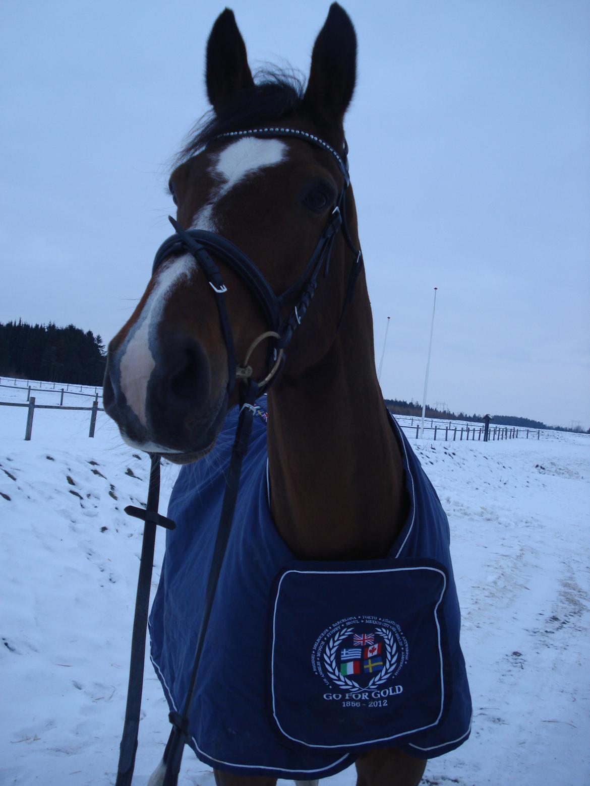 Dansk Varmblod Armani - Min drengerøv :D billede 9