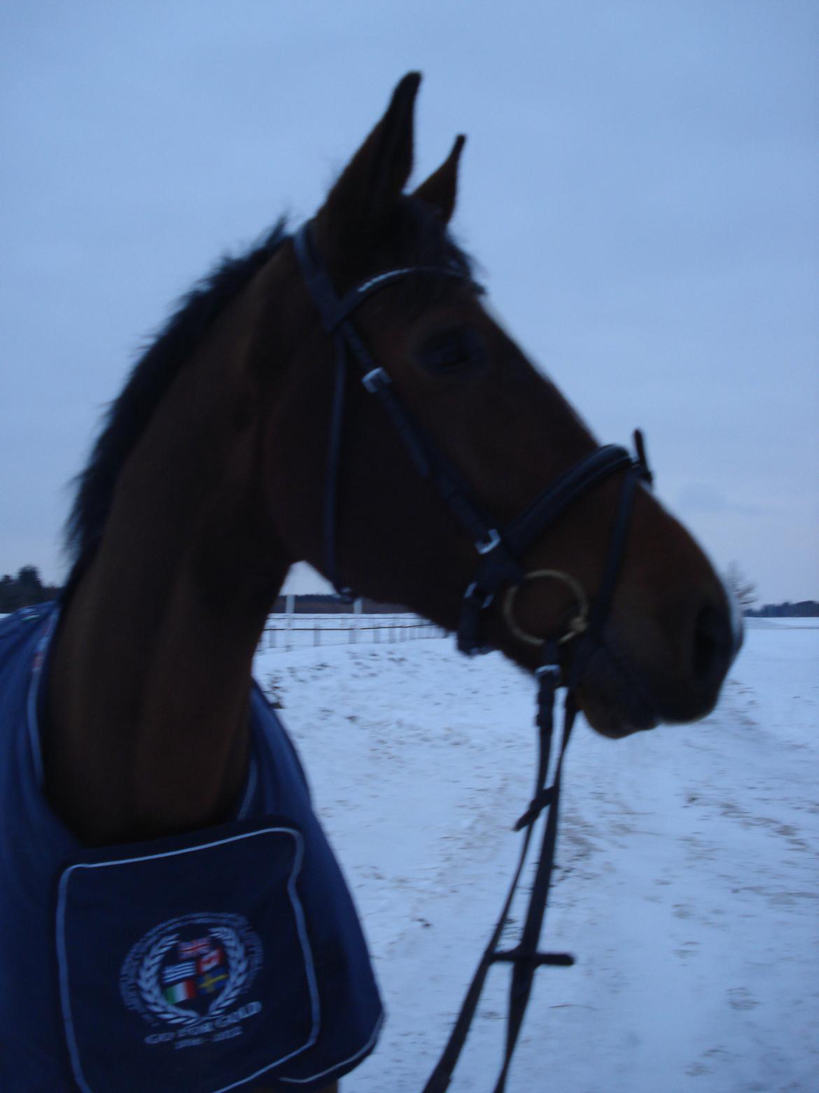 Dansk Varmblod Armani - Love :* billede 10