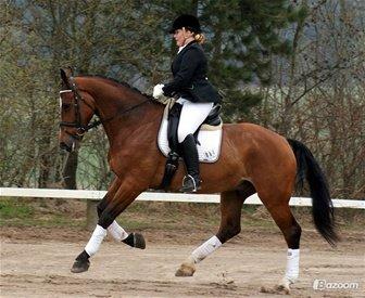 Dansk Varmblod Armani - Lånt af tidligere ejer :) billede 8