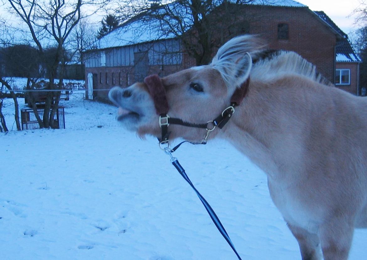 Fjordhest Zalto billede 16