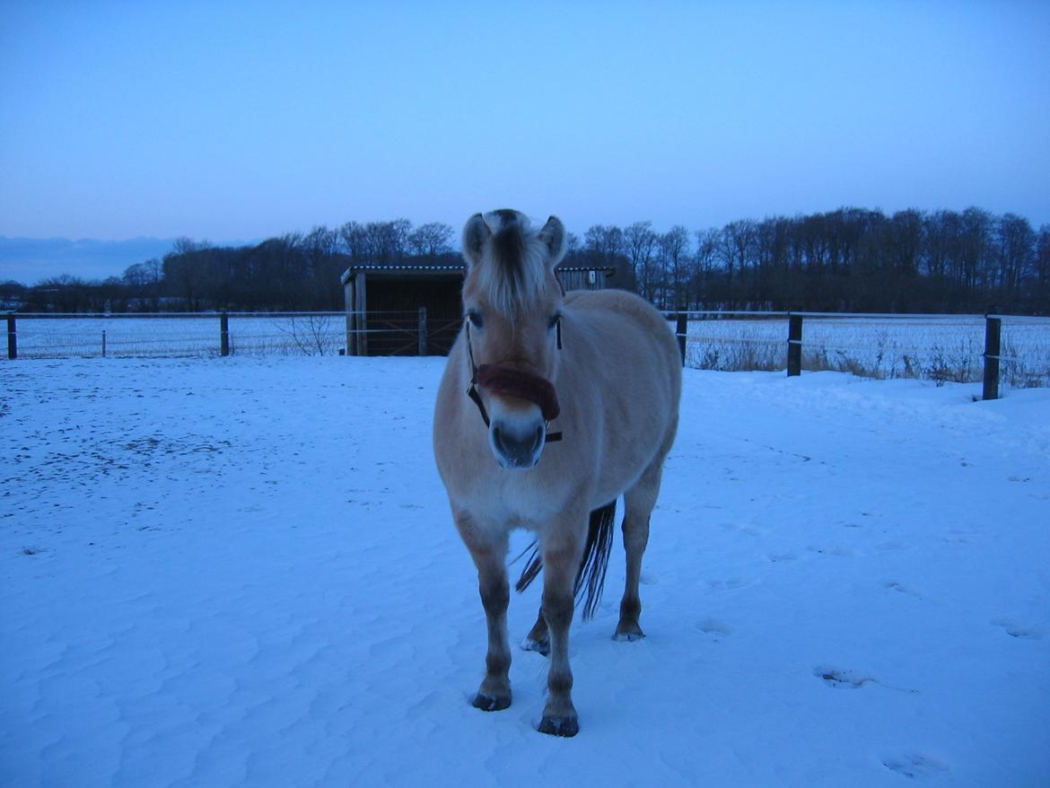 Fjordhest Zalto billede 17