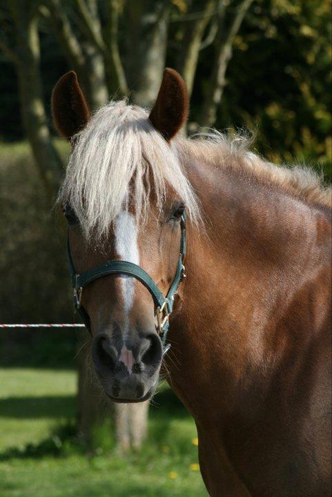 New Forest Vindegårdens Shining Safir - Safir hjemme i haven <3 billede 5