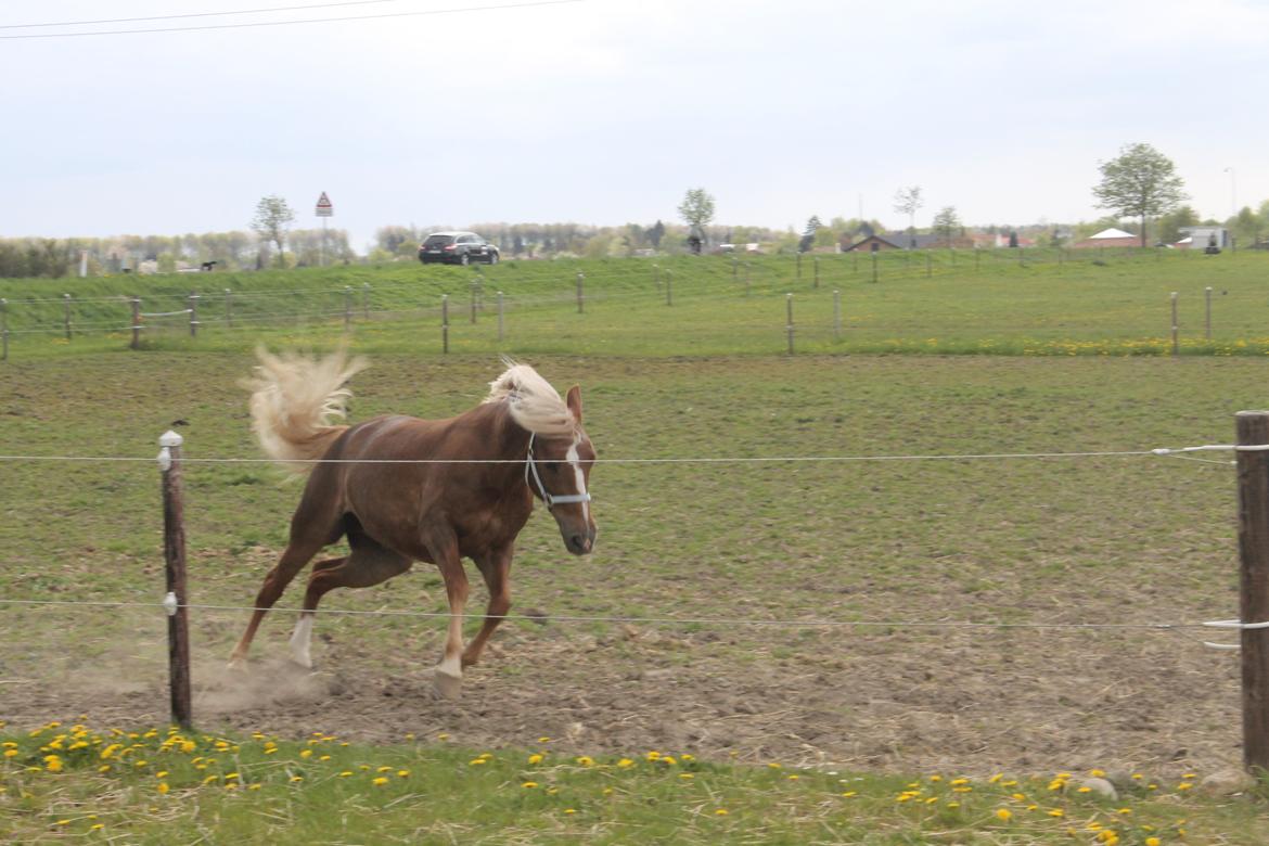 New Forest Vindegårdens Shining Safir - Laffe i hendes rette element :-D billede 6