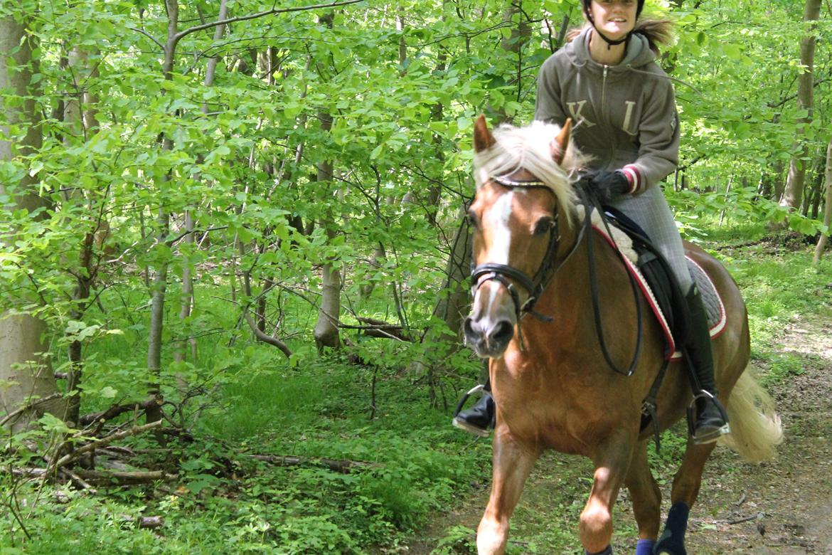 New Forest Vindegårdens Shining Safir - laffe giver den gas i skoven! billede 7