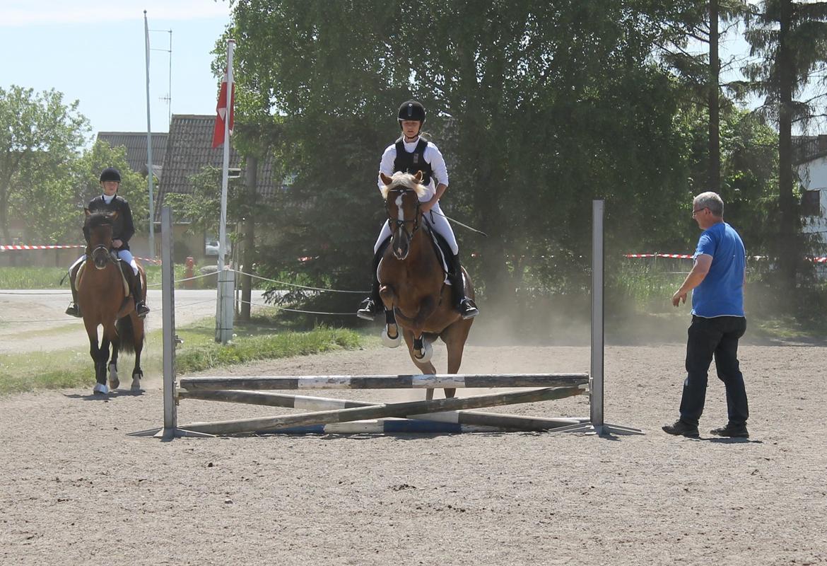 New Forest Vindegårdens Shining Safir - Safir til springstævne, hvor vi aldrig nået over 1. spring ;-) billede 8