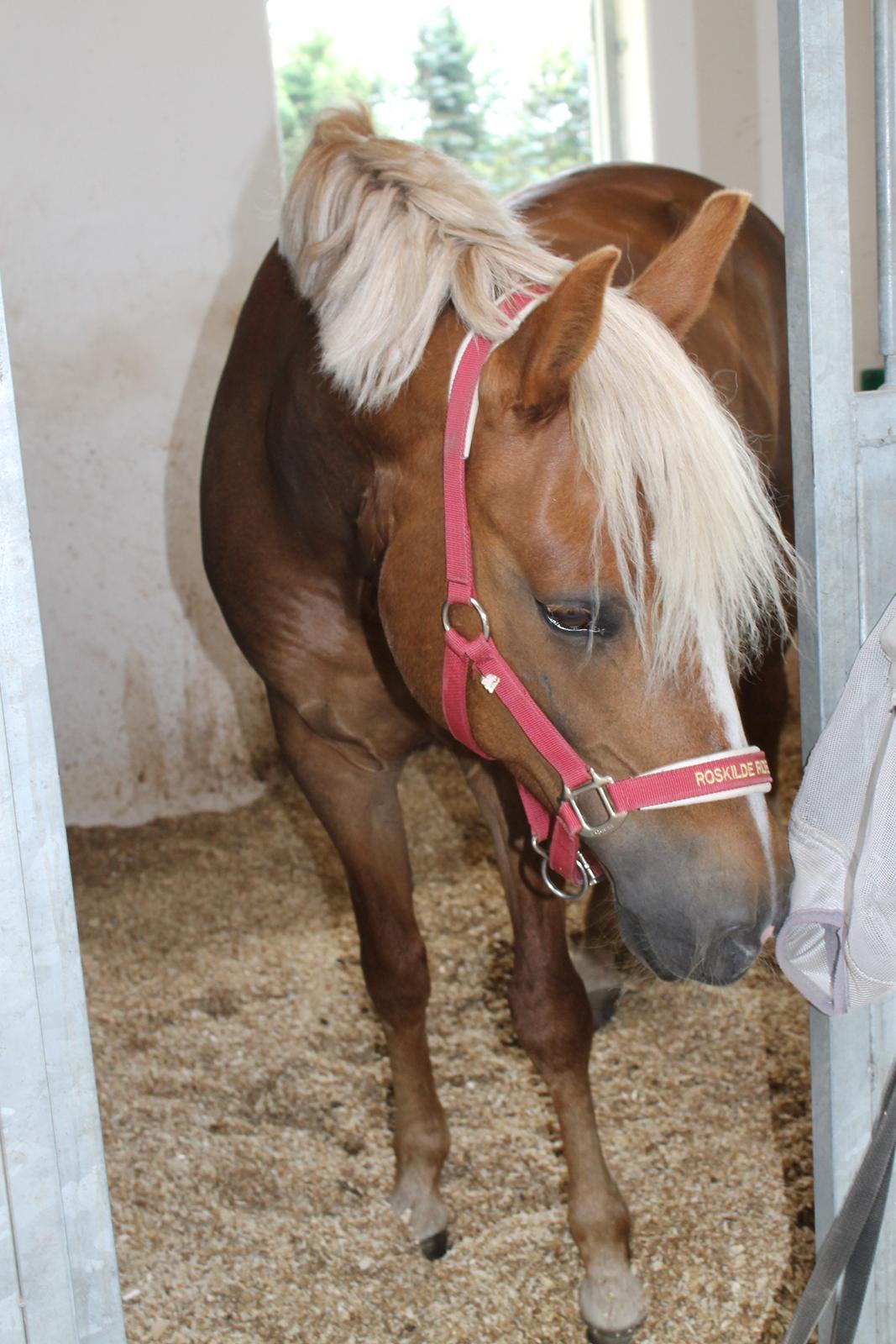 New Forest Vindegårdens Shining Safir - You're the smile on my lips! <3 billede 9