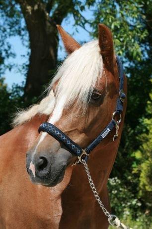 New Forest Vindegårdens Shining Safir - Velkommen til Laffe's profil <3 billede 1