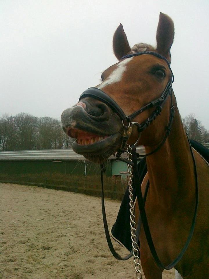 New Forest Vindegårdens Shining Safir - :-DD tak fordi du kiggede med, læg gerne en bedømmelse!  billede 20