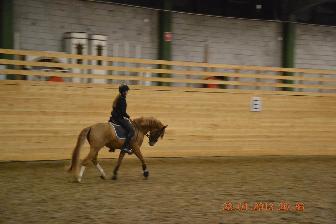 DSP Red Rebel Vrå (Rolf) - undervisning billede 13