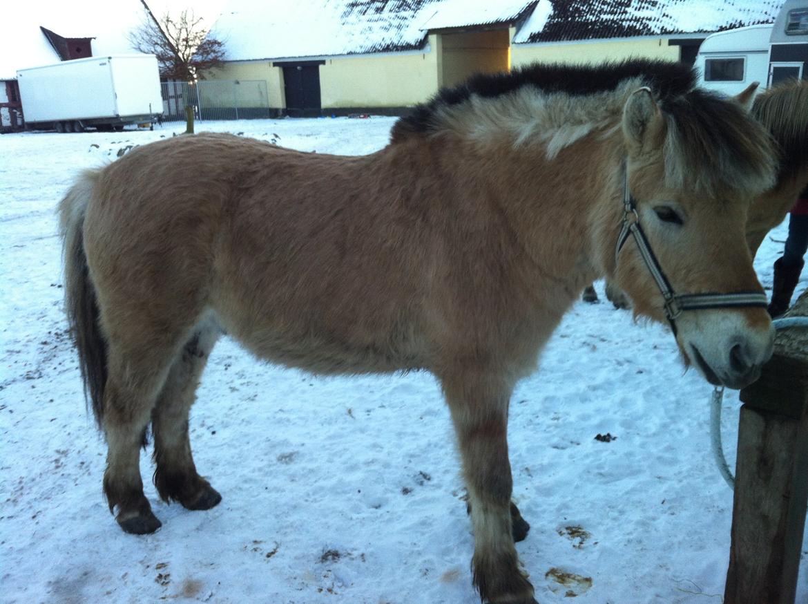 Fjordhest Hans - 24-01-13 lille mammut  billede 11