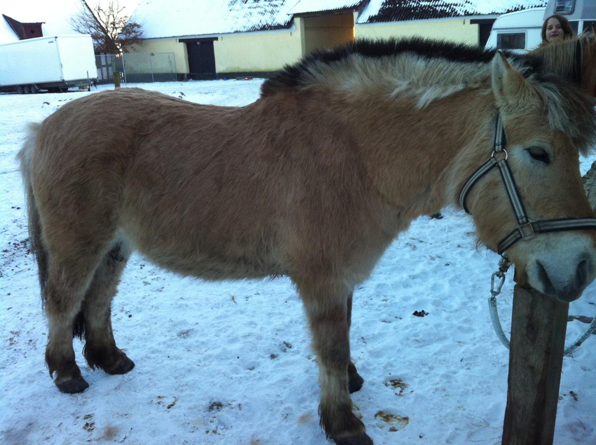 Fjordhest Hans - 24-01-13 lille mammut billede 12
