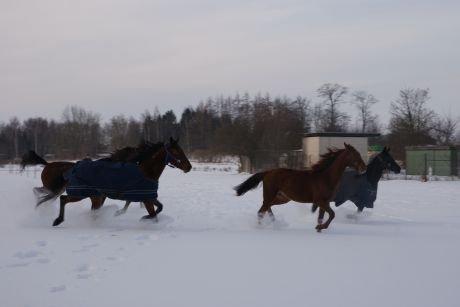 Traver Impish Guy billede 6