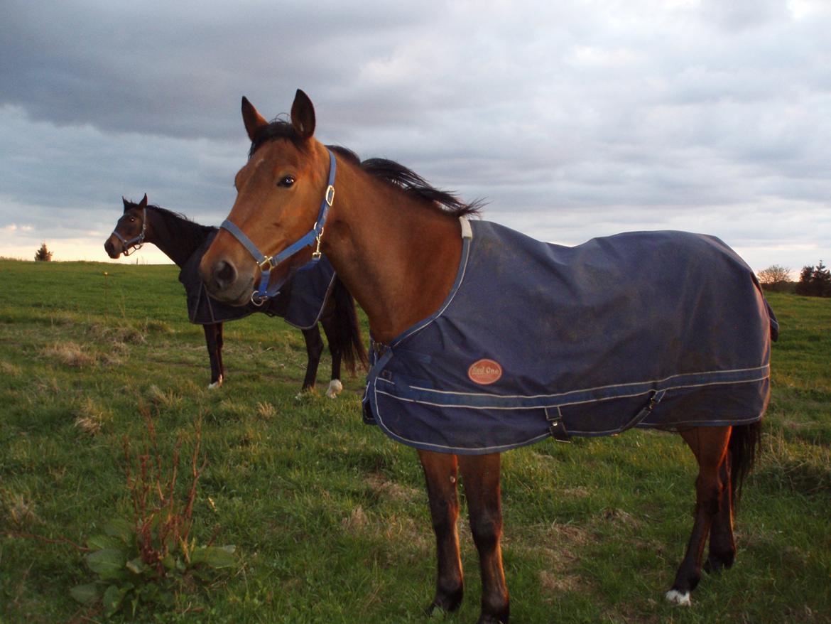 Traver Impish Guy billede 3