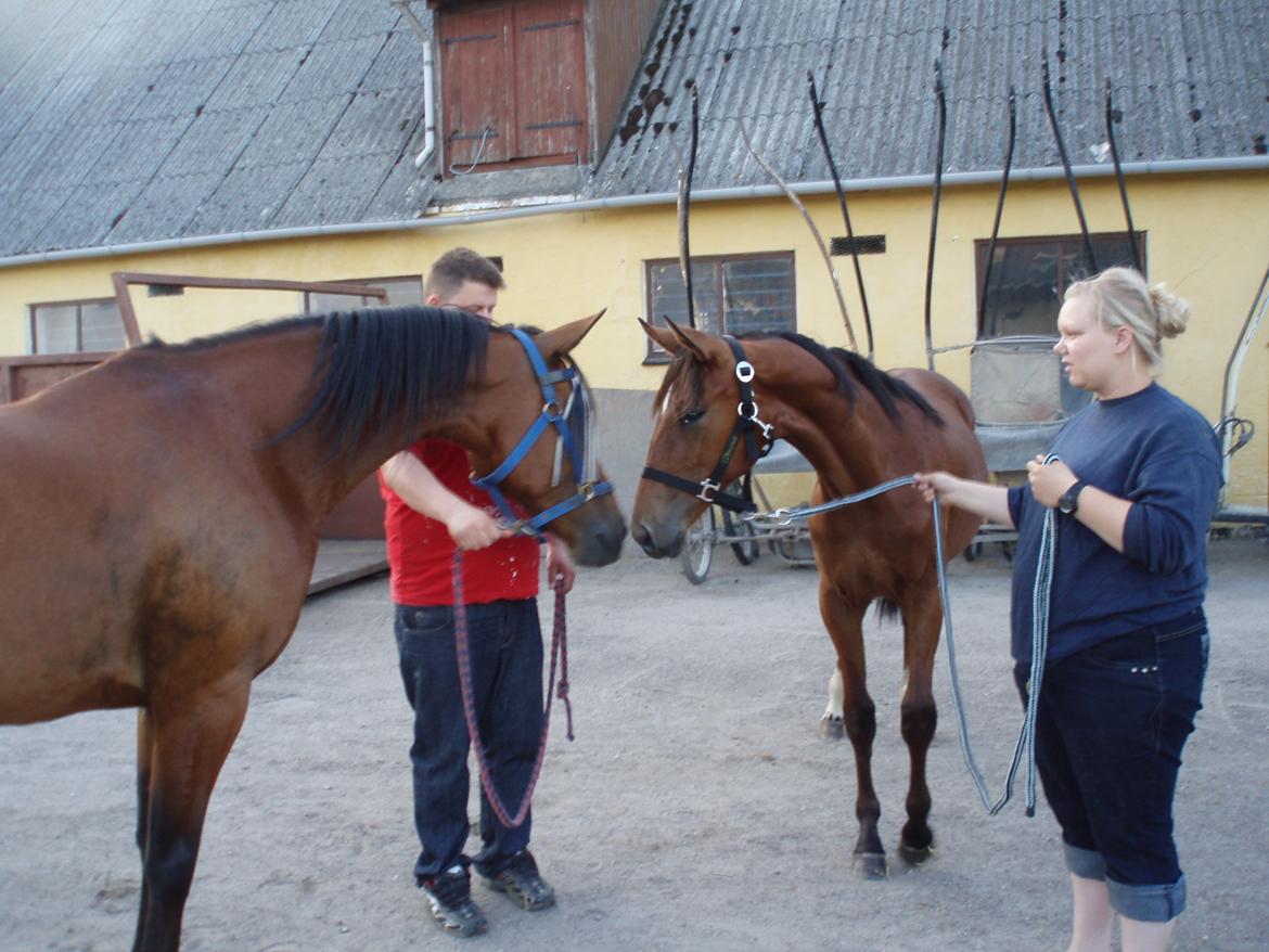 Traver Impish Guy billede 8