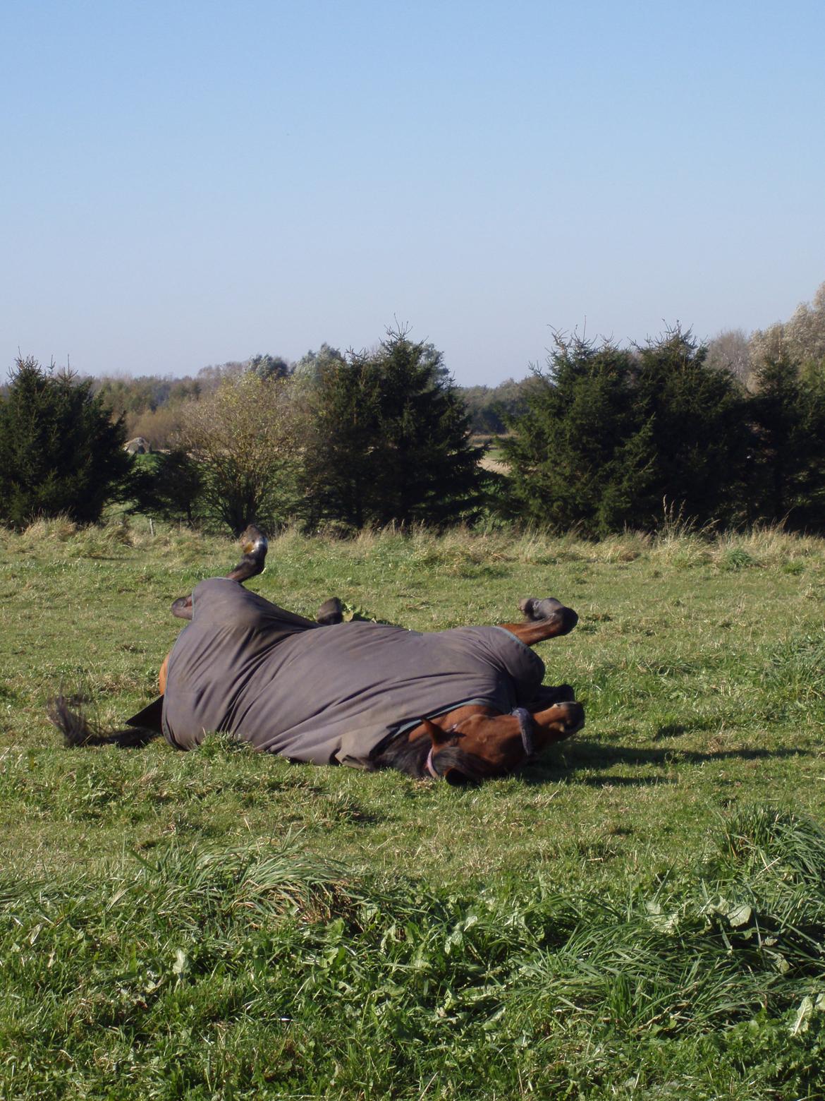 Traver Impish Guy billede 1