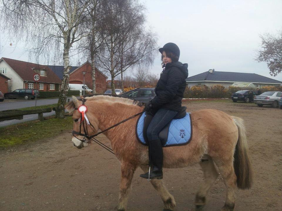 Fjordhest Hans - Simone til hendes første stævne med hans, han fik ros for hans gangarter!  billede 13