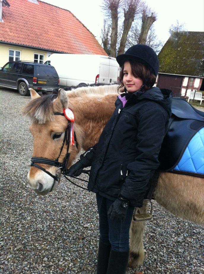 Fjordhest Hans - Simone til hendes første stævne med hans, han fik ros for hans gangarter!  billede 14