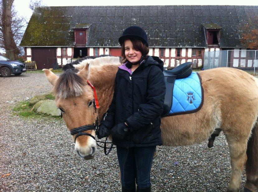 Fjordhest Hans - Simone til hendes første stævne med hans, han fik ros for hans gangarter!  billede 15