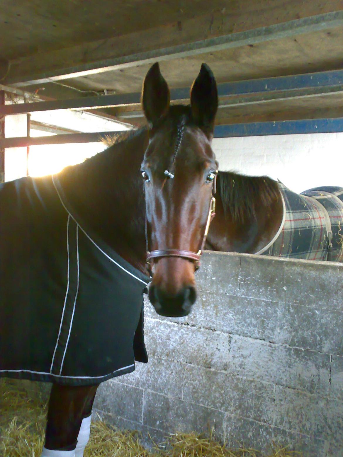 Traver Lane Earth - så er vi klar til løb, efter mor har gjort mig fin billede 4