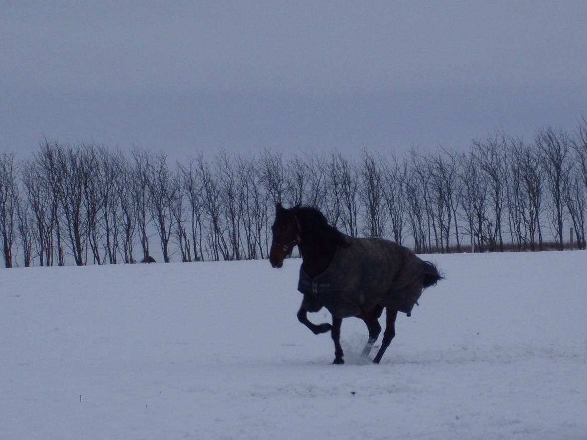 Traver Lane Earth - jeg tager mig lige en hygge tur i sneen  billede 8