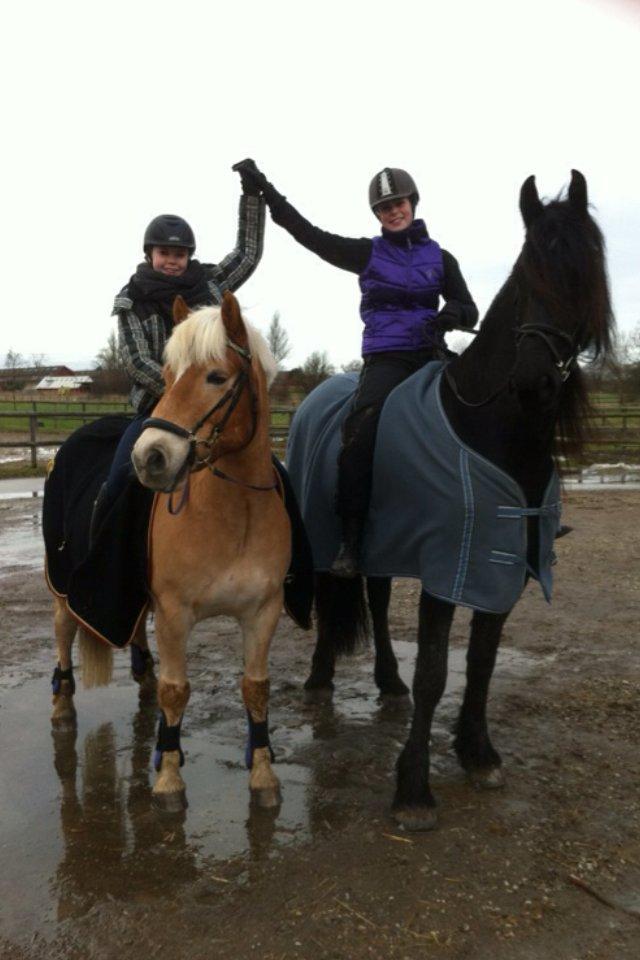 Haflinger Hestehovens Archibald - store søs og mig billede 7