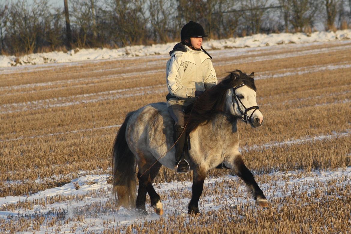 Anden særlig race Maliki - 10 gang med rytter, og ude og ride på marken billede 11