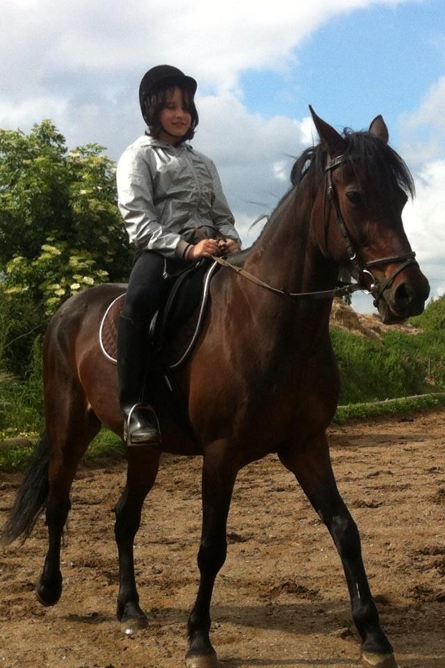 Traver Ibrahim Grau / Messi - en af de første gange min lille søster på 12 år var ude og ride på ham, og han høre super godt efter.  billede 20