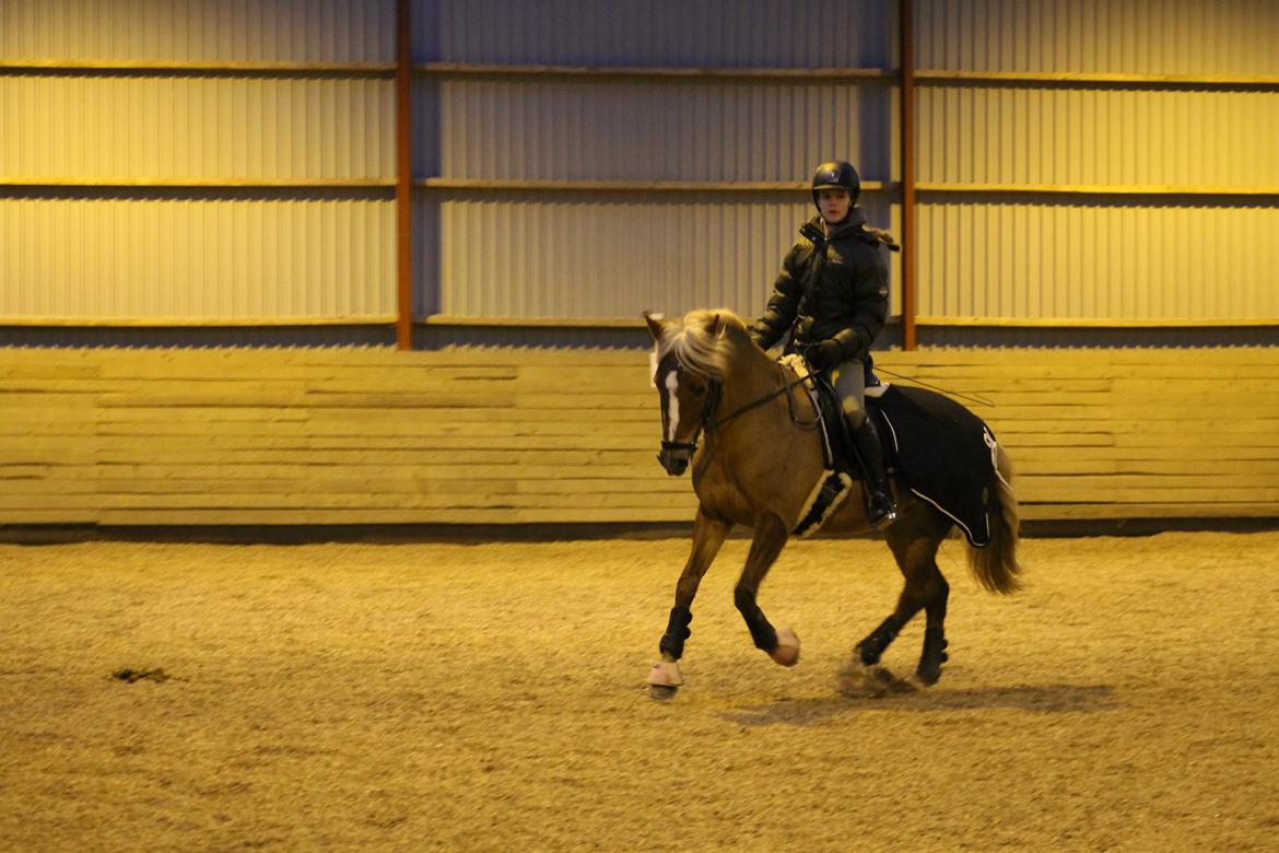 New Forest Vindegårdens Shining Safir - laffe til træning <3 billede 13