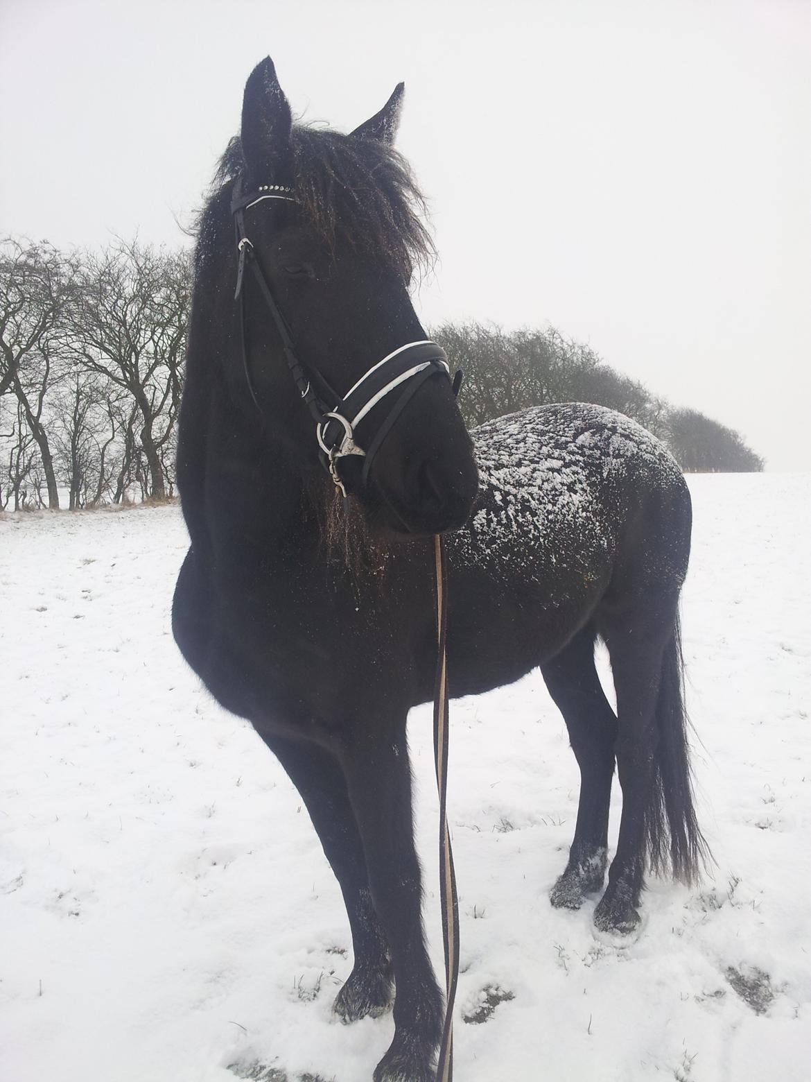 Frieser Beauty - sneee ;) og med sin fine nye trense billede 2