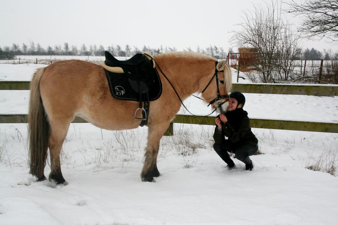 Fjordhest PH's Fanta billede 12