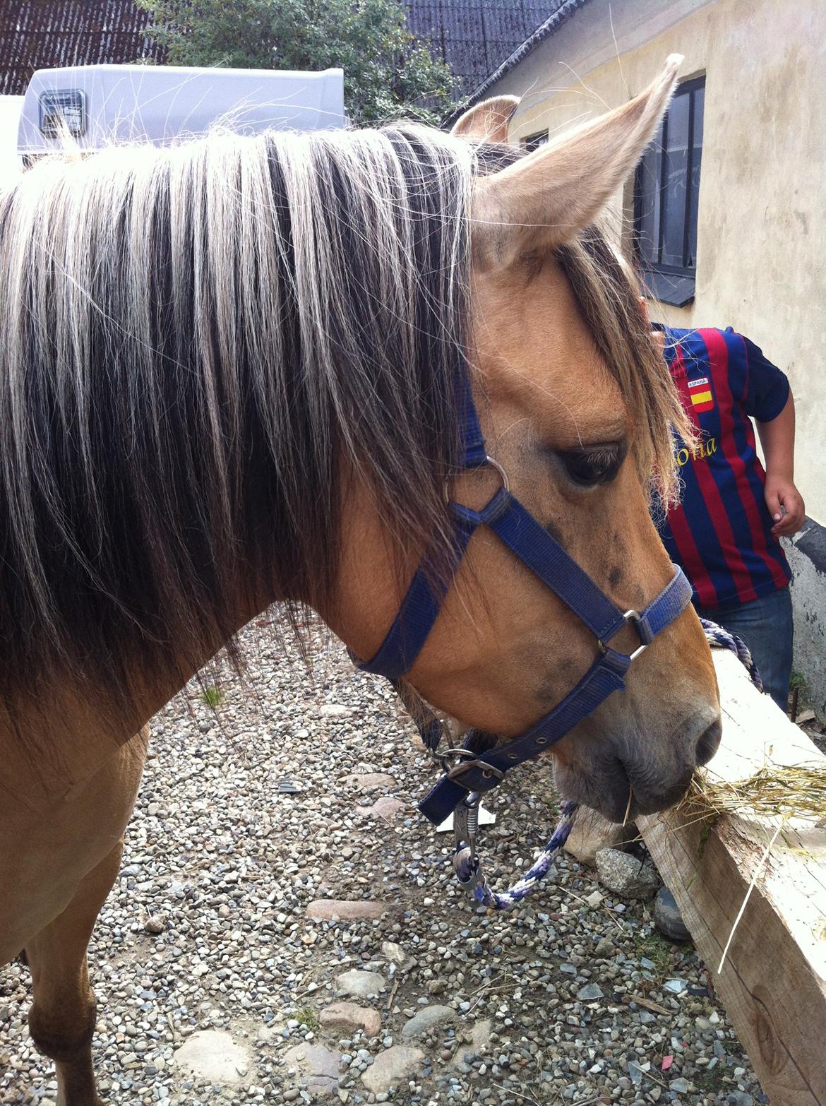 Anden særlig race Mille - få dage efter vi havde fået hende.  billede 15