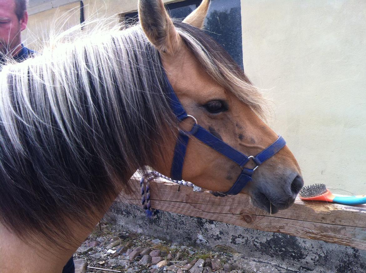 Anden særlig race Mille - få dage efter vi havde fået hende.  billede 16