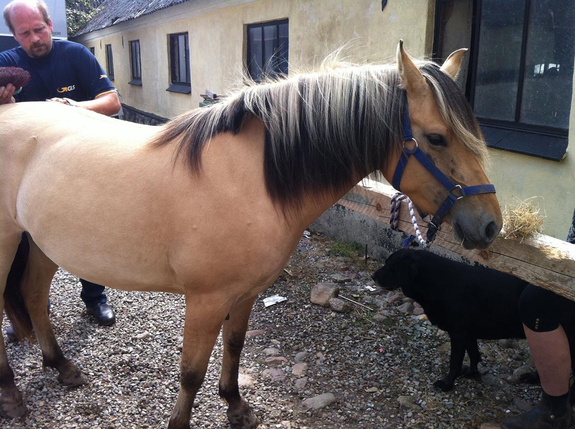 Anden særlig race Mille - få dage efter vi havde fået hende.  billede 17