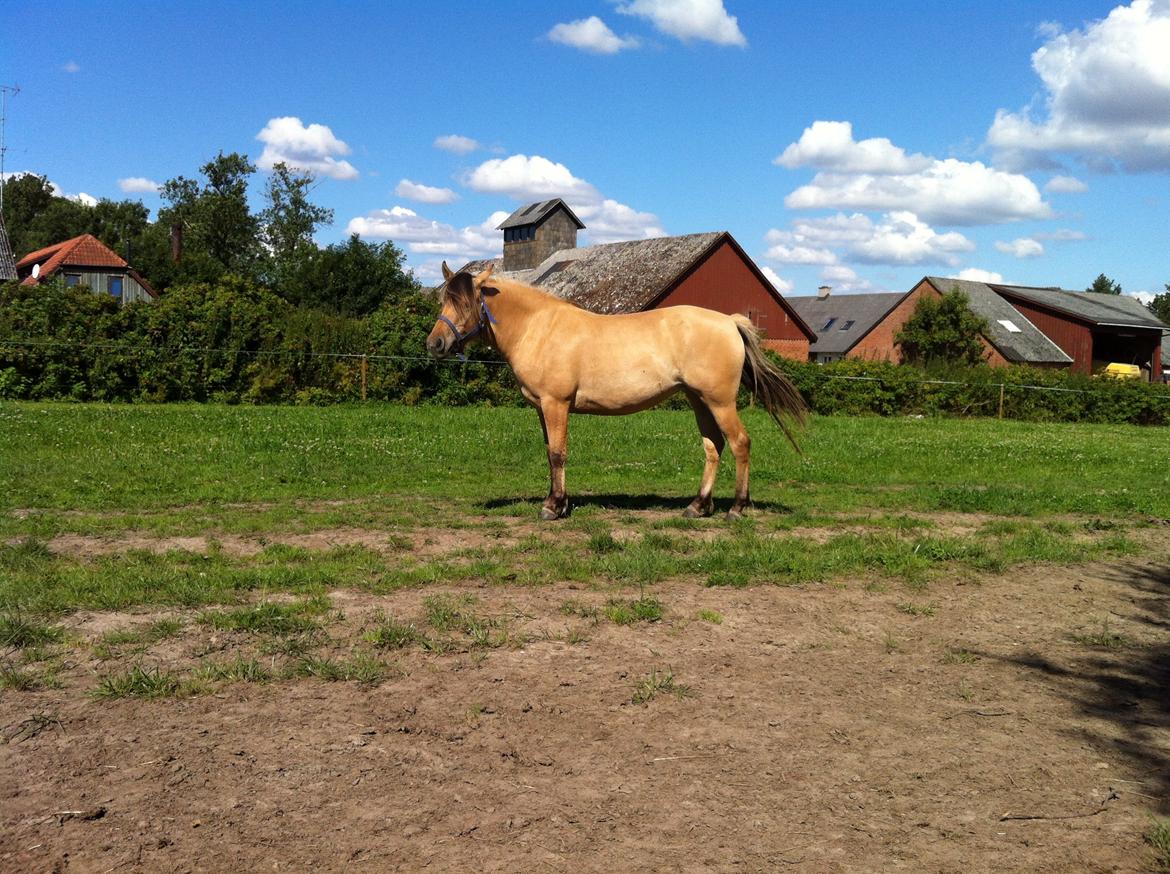 Anden særlig race Mille - få dage efter vi havde fået hende.  billede 18