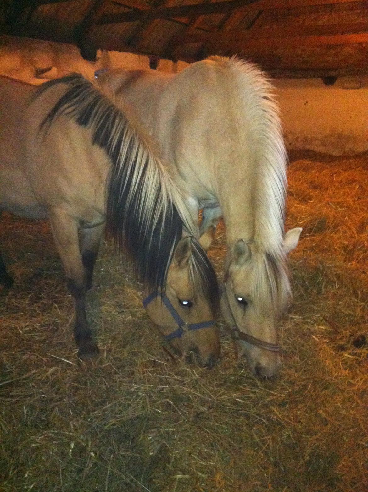 Anden særlig race Mille billede 5