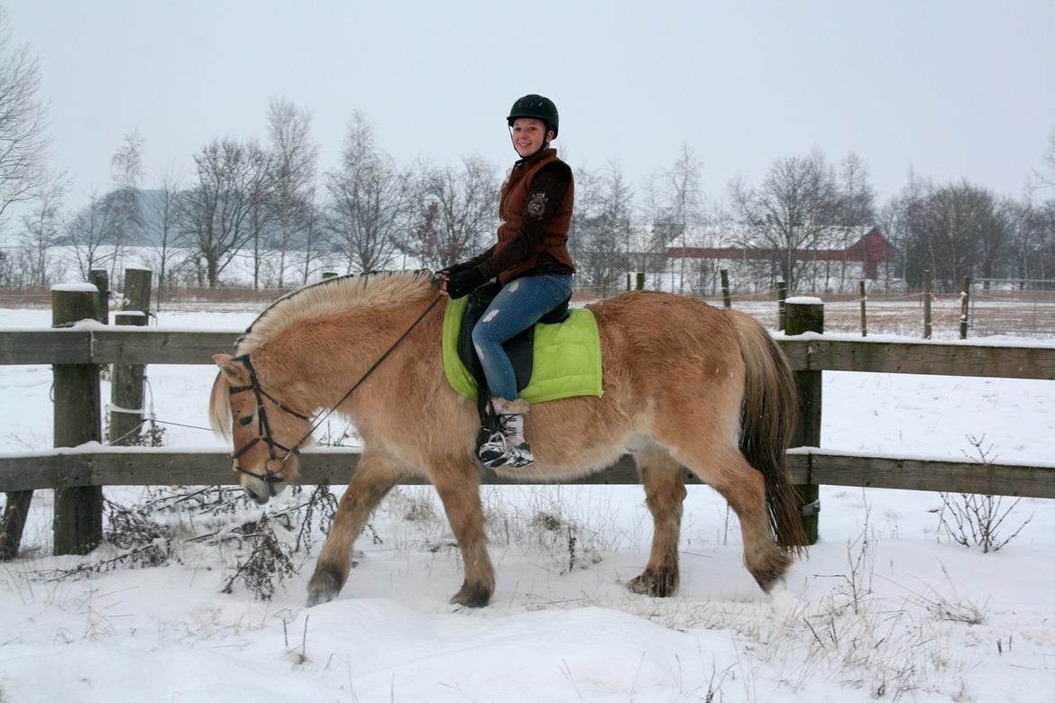 Fjordhest PH's Dandie - Mille og Dandie på årets første tur 2013 billede 5