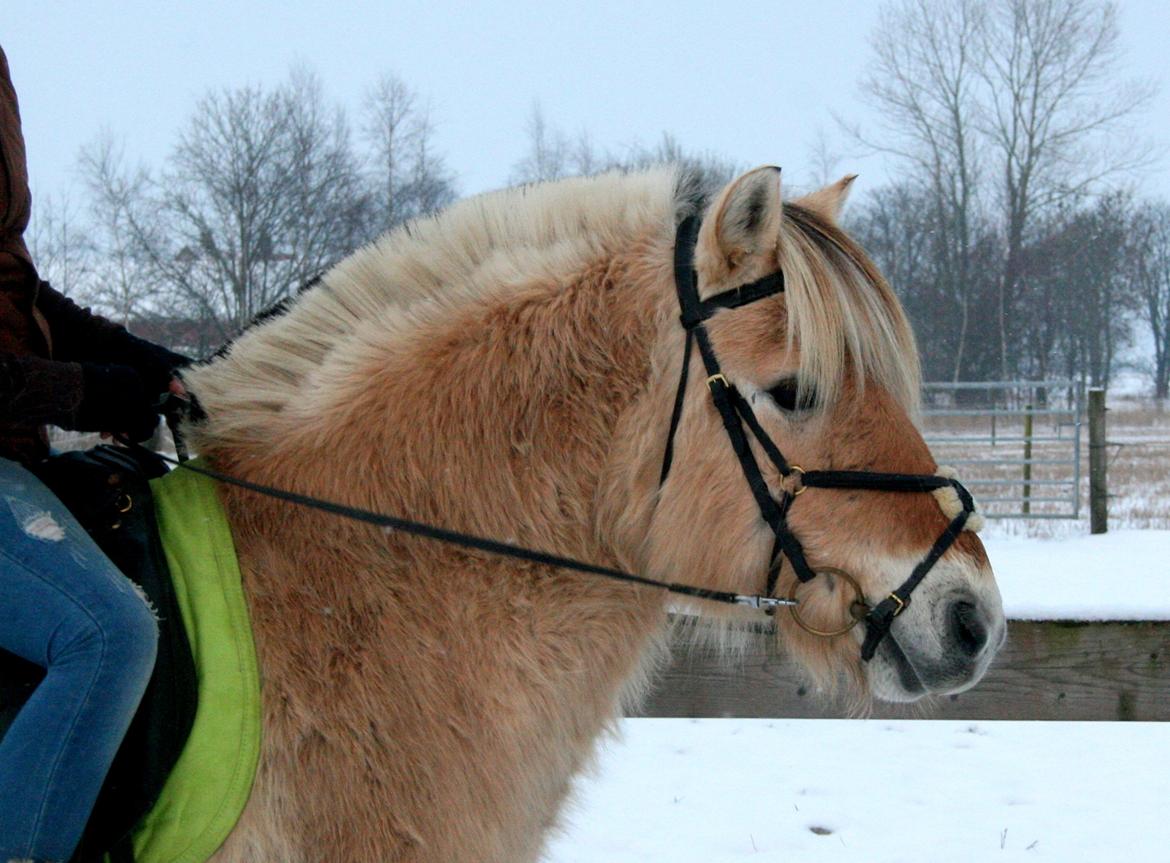 Fjordhest PH's Dandie billede 8