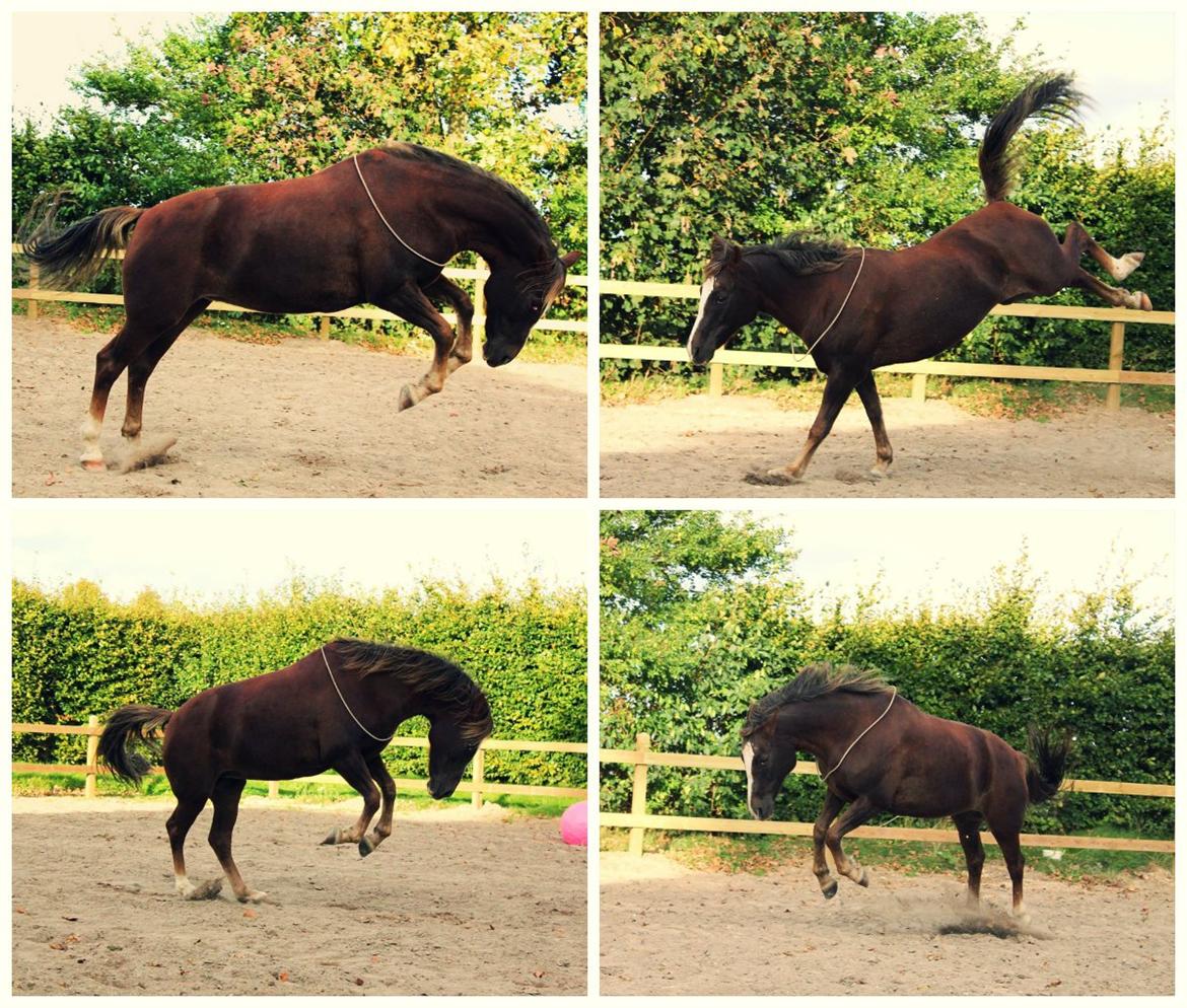 New Forest Luna Aflivet d. 05.02.14 - Et sjældent syn ;) September 2011 billede 14