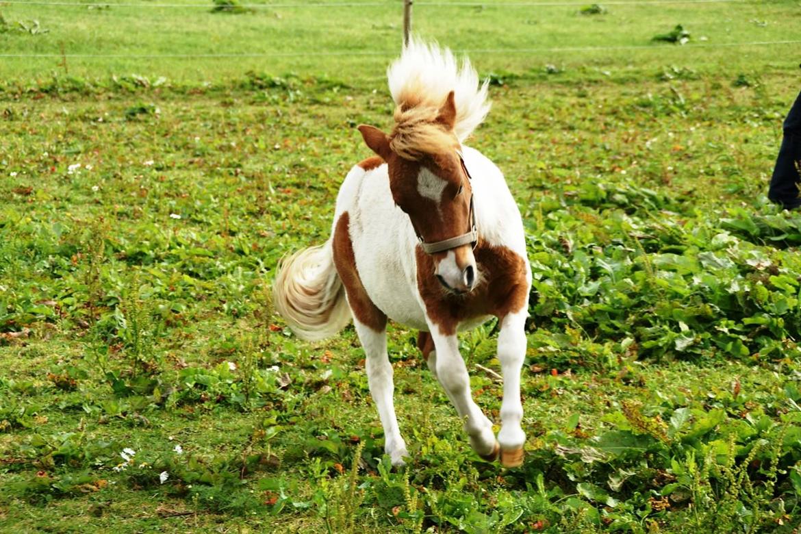 Shetlænder Haabet´s My Spot billede 16