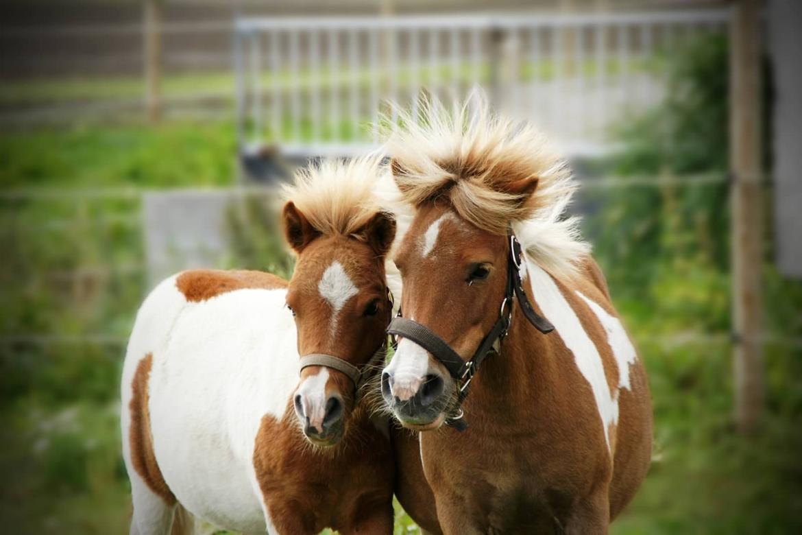 Shetlænder Haabet´s My Spot billede 17