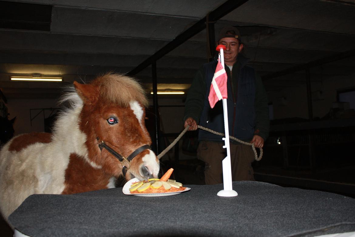 Shetlænder Haabet´s My Spot - 1 års fødselsdag billede 18