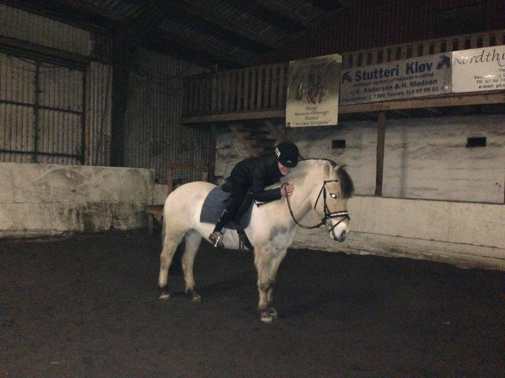 Fjordhest Hellebert`s Musse "solgt" - you make me smile.. billede 13
